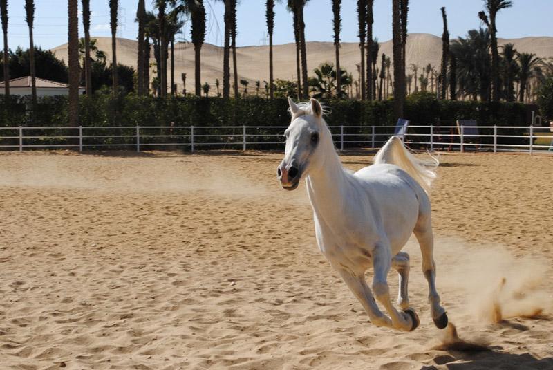 Sakkara Country Club Hotel El Hawamdeya Eksteriør billede